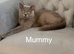 Ready for new homes GCCF British Blue Kittens