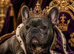 French Bulldog Puppies