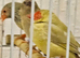 Star finch