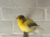 Canary for sale