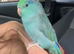 Hand Tame Beautiful Baby Male Parrotlet