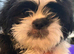 Shih tzu puppies