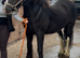 For sale Dior 14.3hh 6yo cob mare