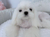 Kc reg Korean Maltese girl available