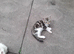 Outdoor farm kittens for sale.