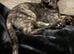 Sphynx cross kitten female