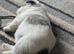 Cute pups for loving homes 500 very adorable