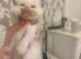 Ragdoll Kittens