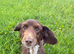 Perfect family Dog looking for a retirement home