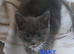 CUTE RARE BLUE COLOUR RAGDOLL KITTENS