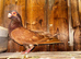Red Spanish Barb female