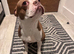 Bella - Female - 4years old rehoming due to allergy