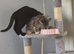 Sophie female black cat