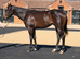 Well bred colt with lots of potential in all spheres