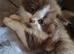 Rehoming my 2 kittens