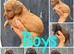 Cockapoo puppies 4 available