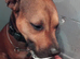Jeff 4 year old Staffie cross
