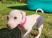 KC Registered Cream Italian Greyhound Puppies