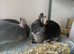 Netherland Dwarf purebred baby Rabbits