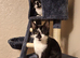 2 x 2 year old cats urgently need home