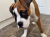 Boxer girl looking for a forever home