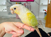 2 bonded conure parrots moon cheek/green cheek