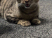 Britishshorthair x Egyptian Mau