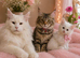 Beautiful Maine coon female