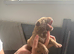 DDB CROSS CANE CORSO