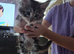 Beautiful Maine coon kitten girls