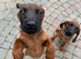Bavarian mountain scenthound pups