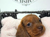 Ready now Outstanding Russian bloodline minis