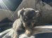 Blue and tan male chihuahua ready now