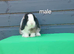 Gorgeous purebred mini lop rabbits ready now