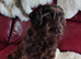 ***FERN RESCUE* 4 YO COCKAPOO FOR ADOPTION***