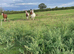 Lovely 2yr old gelding