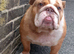 Female English Bulldog