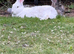 Male blue eyed white rabbit
