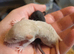 Beautiful dumbo balds and fancy rats ready for new homes