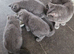 Healthy Pedigree Cats & Kittens for Sale &ndash; Moving House