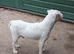 male 13 months ingles blood
