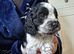 KC Reg Showtype Cocker Spaniel Puppies