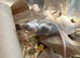 Fancy mice babies - Ready Now