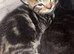 3 beautiful little kittens