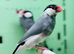 Java finches