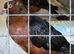 Archangel pigeons pairs and youngsters