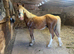 Welsh D yearling