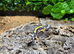 Bold Jungle Leopard Gecko at Birmingham Reptiles