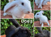 Adorable giant cross kits looking for loving homes