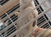 Cockatile